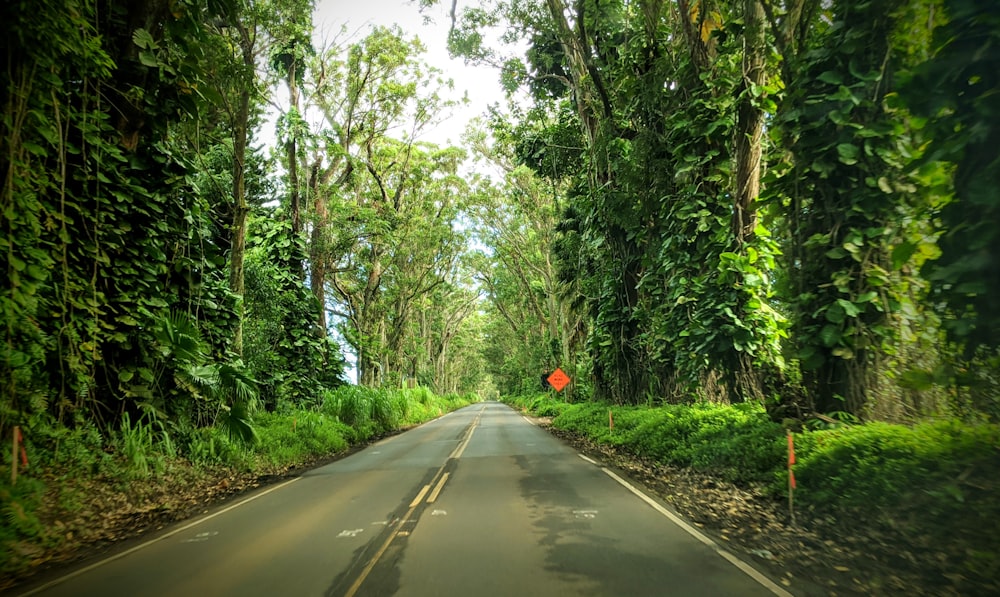 gray concrete road between green trees during daytime