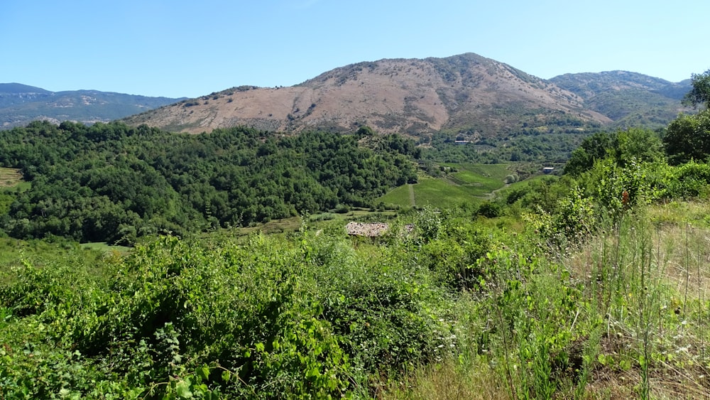 green grass field near brown mountain under blue sky during daytime