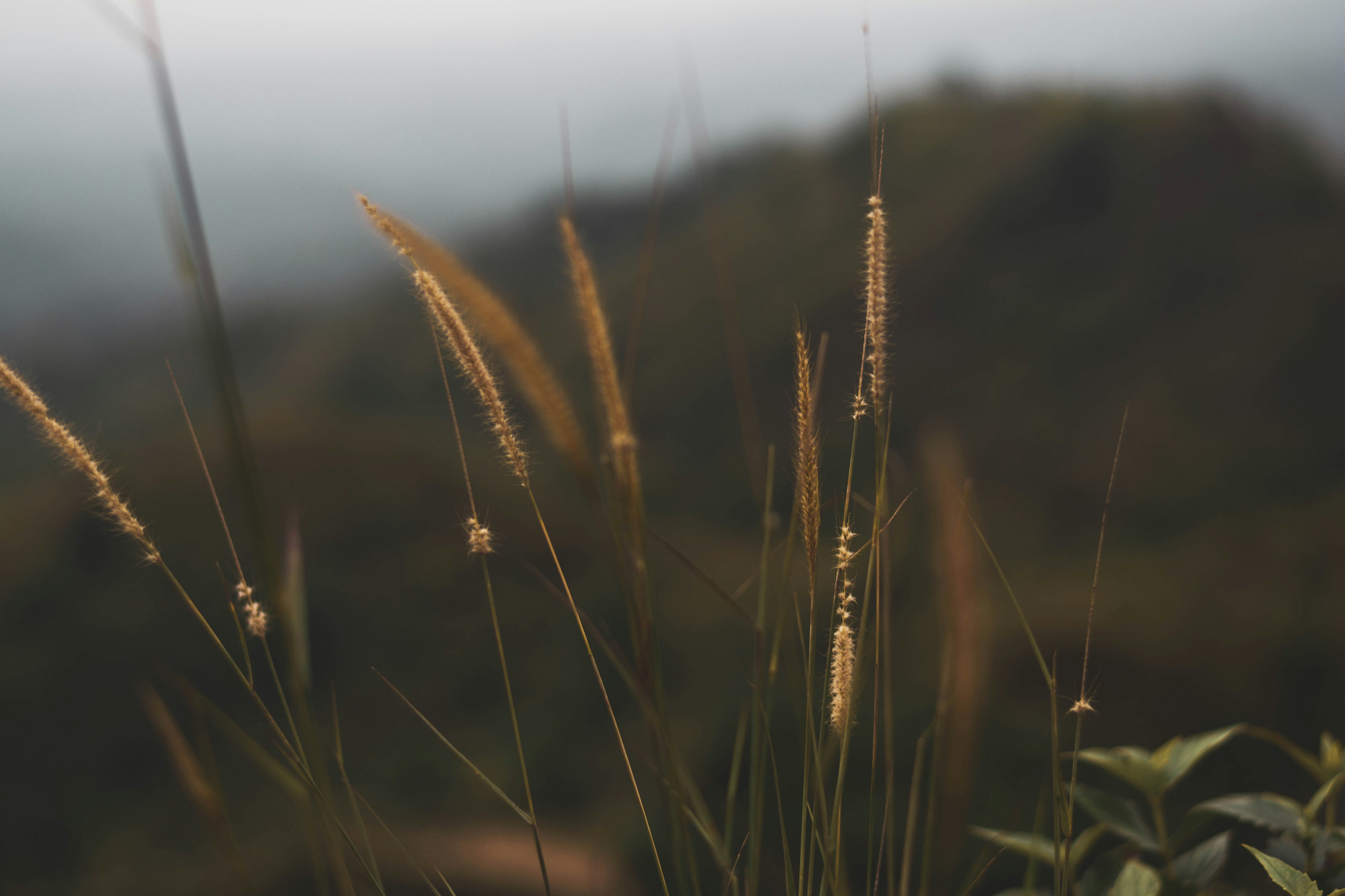 Photo by palit_niloy42