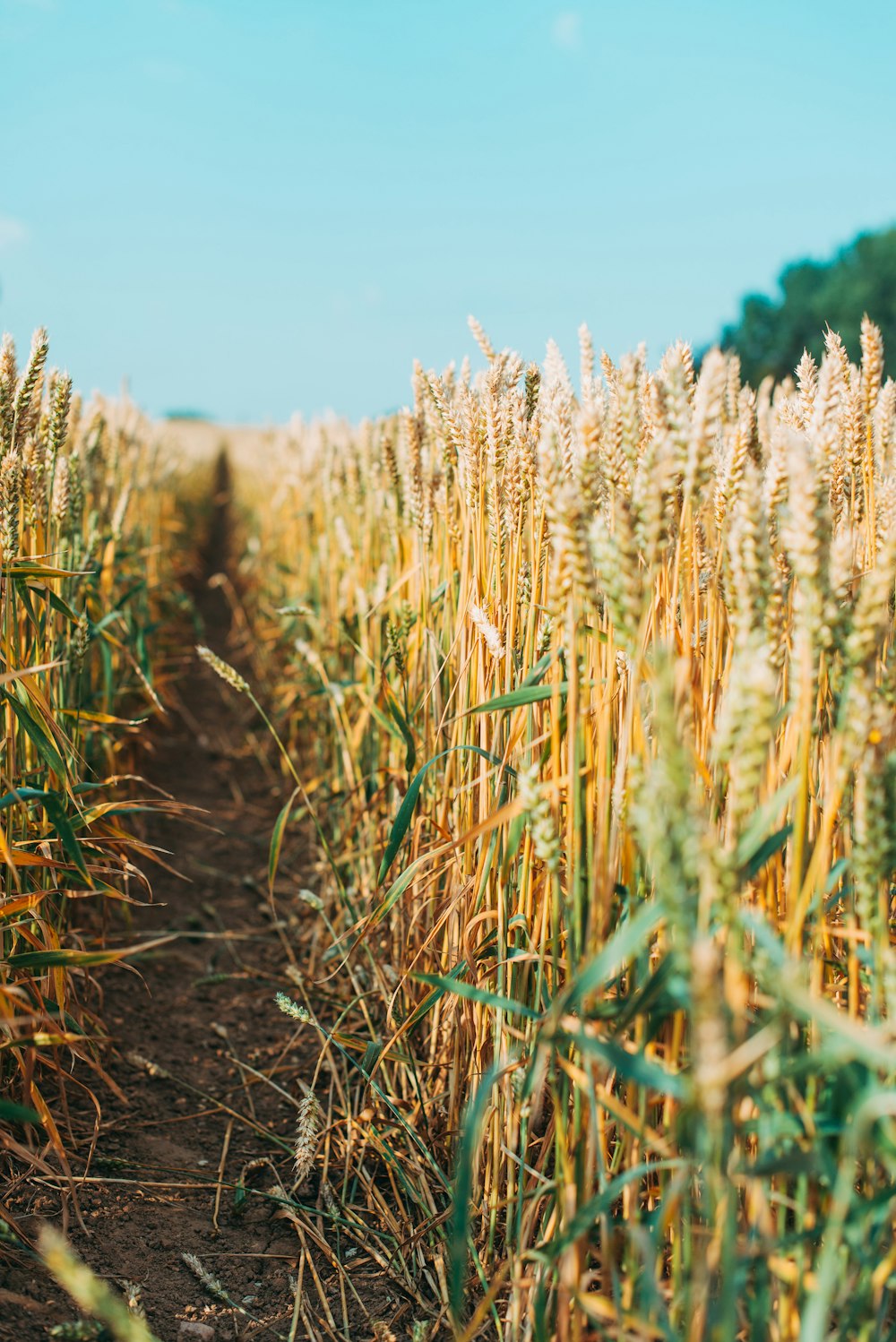 brown wheat field under blue sky during daytime