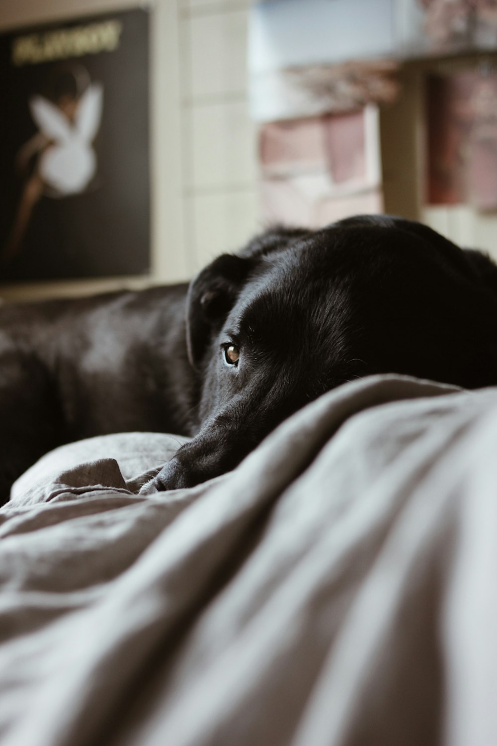 black short coated dog lying on white textile