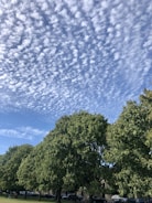 Volunteers planting trees in a community park under a bright sky.