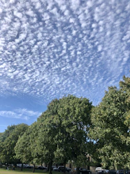 A group of volunteers planting trees in a local park under a clear blue sky.