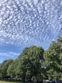 Volunteers planting trees together in a neighborhood park under a clear blue sky.