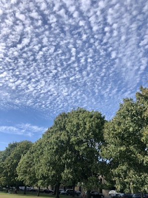 Volunteers planting trees in a neighborhood park under a bright blue sky.