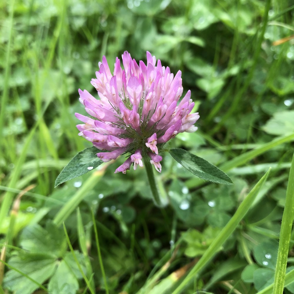 purple flower in tilt shift lens