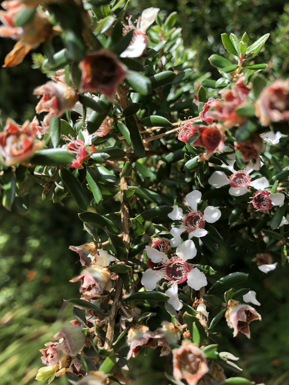 white and pink flowers in tilt shift lens