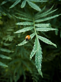 orange and black ladybug on green leaf plant