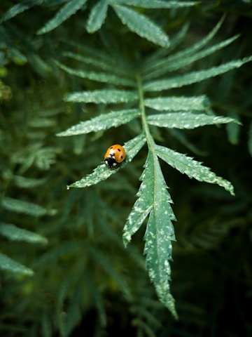 orange and black ladybug on green leaf plant