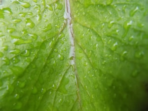 Ornamental Plants Guide