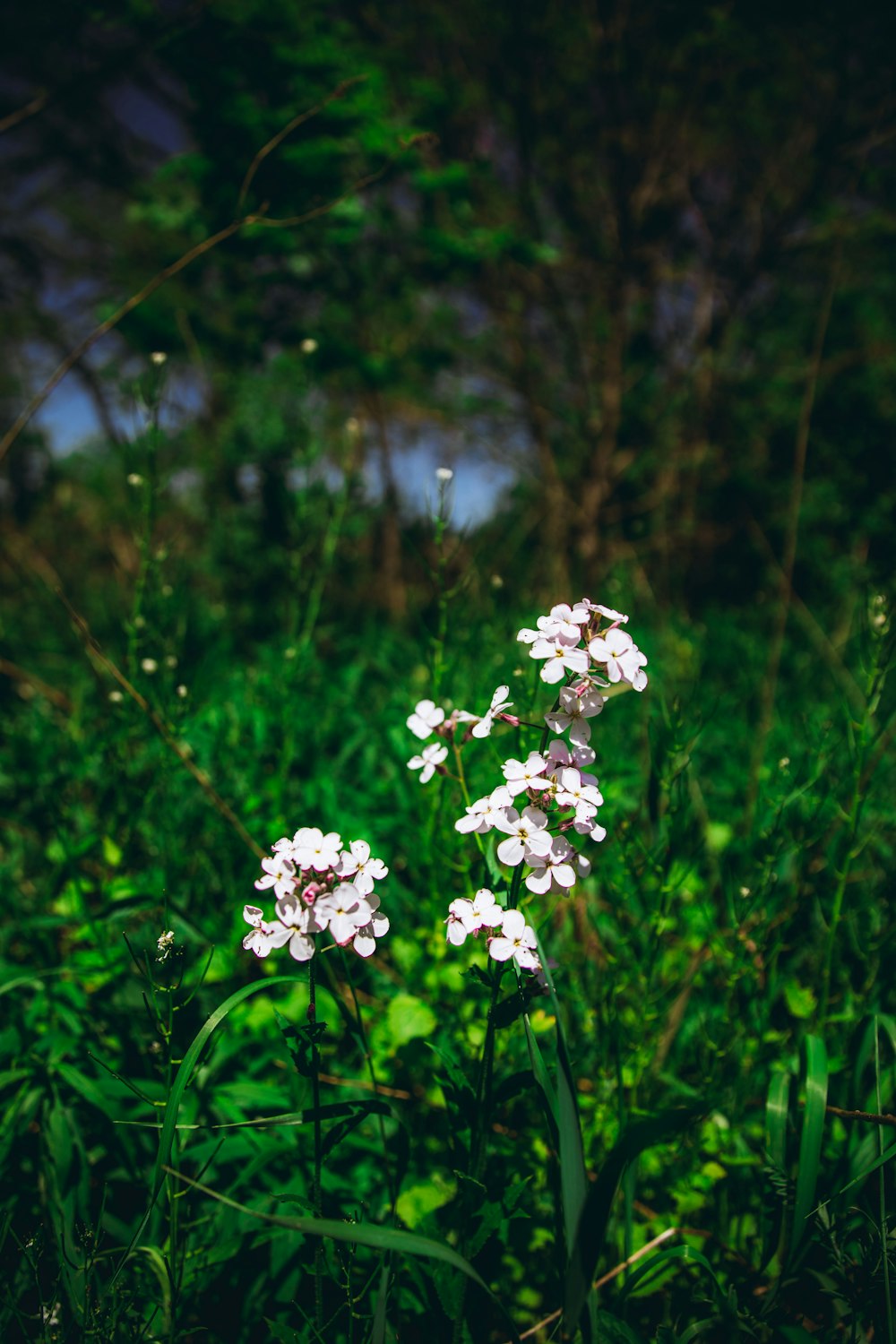 white flowers in tilt shift lens