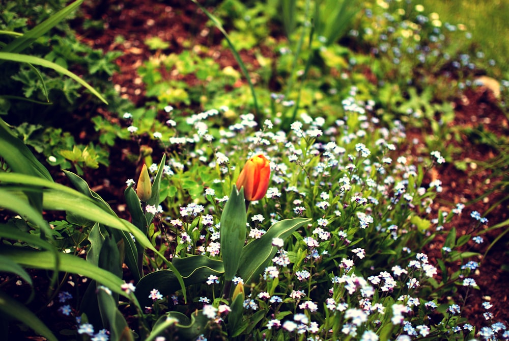 orange flower in the middle of purple flowers