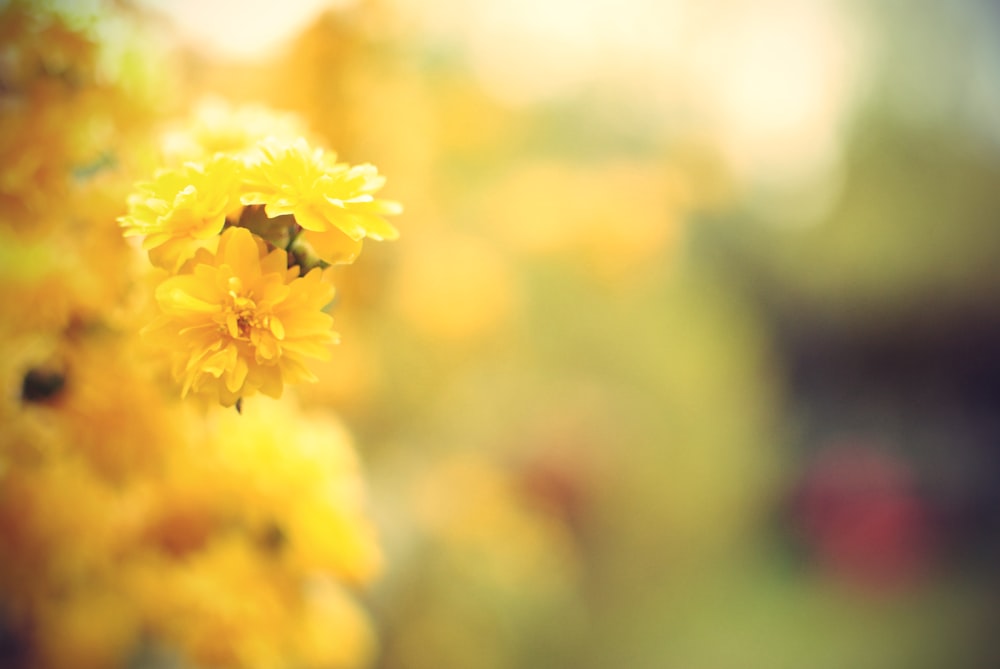 yellow flower in tilt shift lens