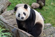 white and black panda on brown wooden fence during daytime