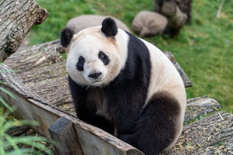 A panda sits on wooden steps surrounded by green grass. The panda's fur is a contrast of black and white, and it looks directly at the viewer. Its environment includes wooden logs and greenery.