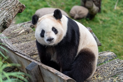 white and black panda on brown wooden fence during daytime