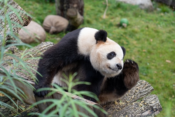 A panda sits on a group of logs surrounded by a lush green environment. The animal is looking to the side, showing its distinctive black and white fur pattern. The background includes grass, stones, and branches, creating a natural atmosphere.