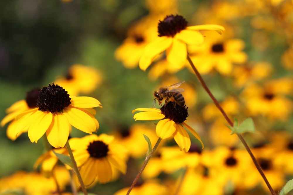 honeybee perched on yellow flower in close up photography during daytime