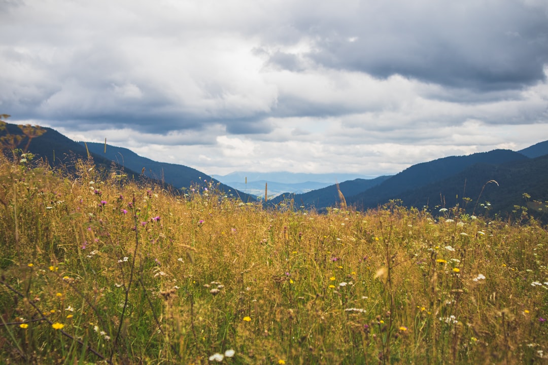 white flower field near green mountains under white clouds during daytime