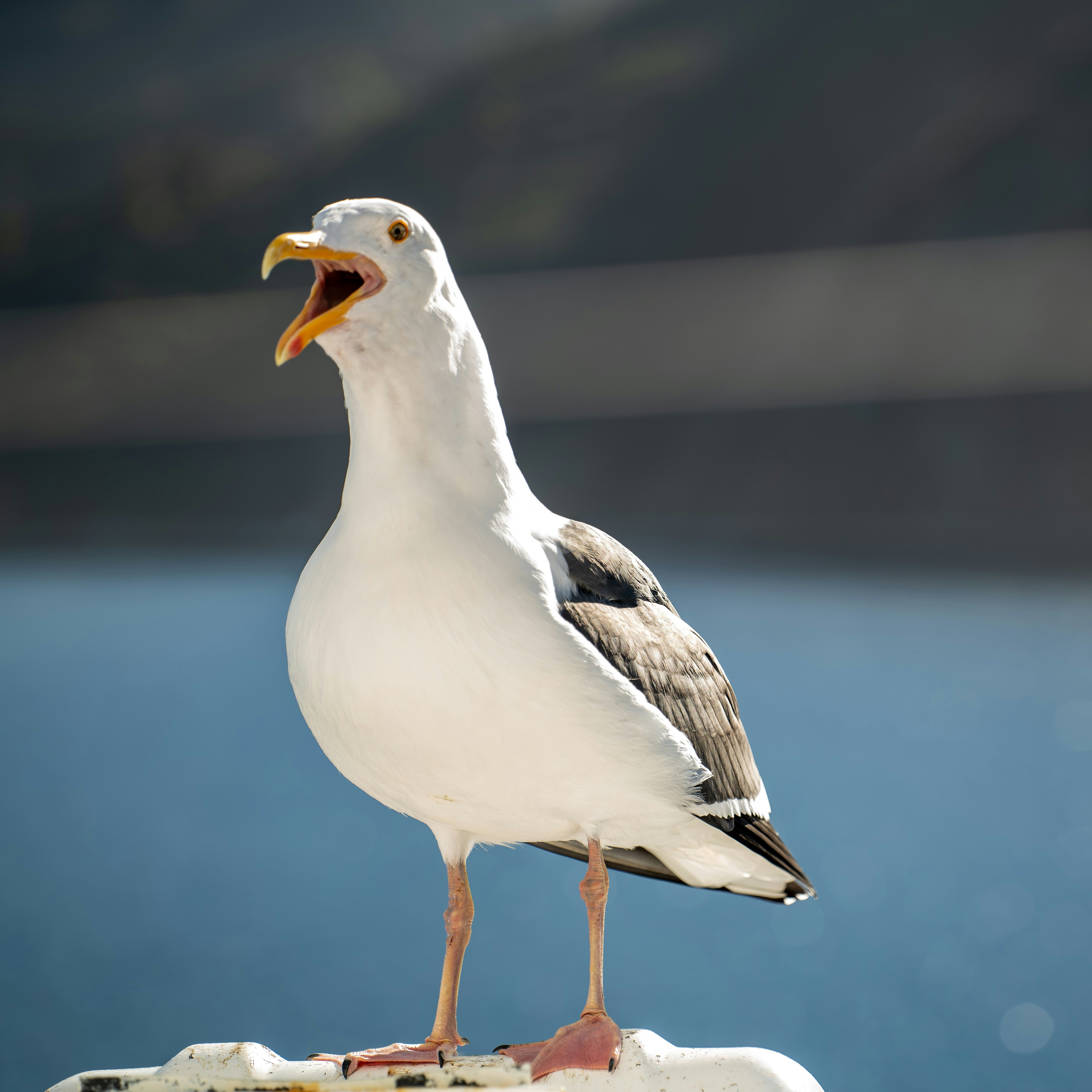 Photo by brotherwfriend