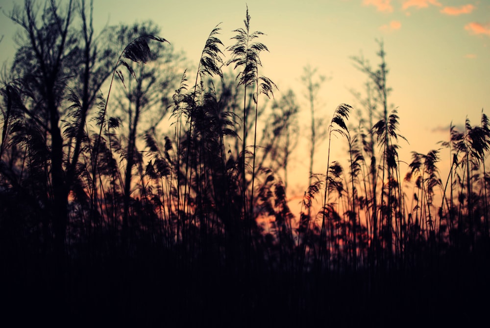 silhouette of grass during sunset