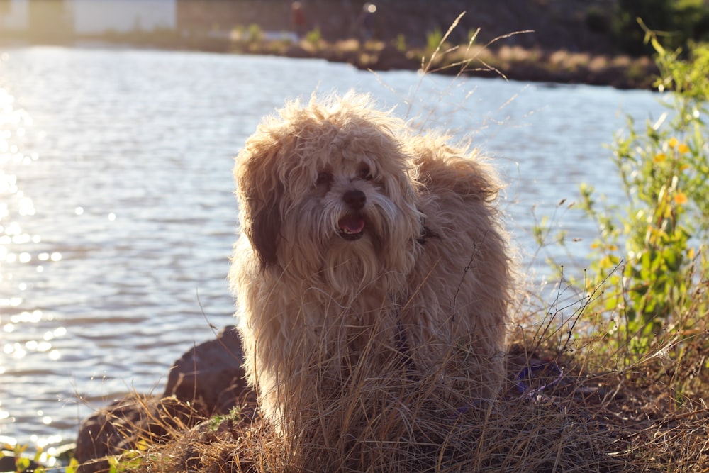 brown long coated dog on water