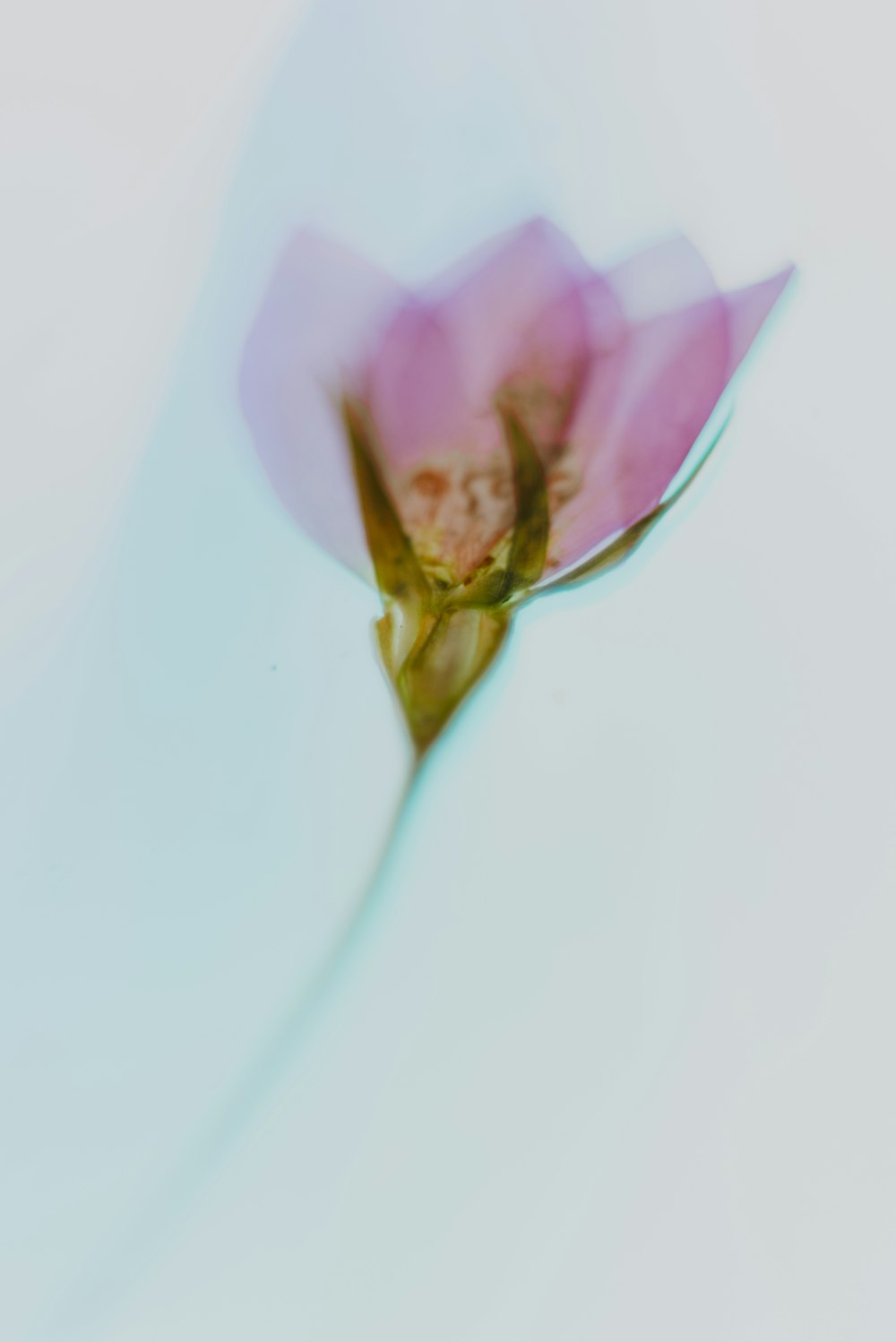 purple and yellow flower in white background