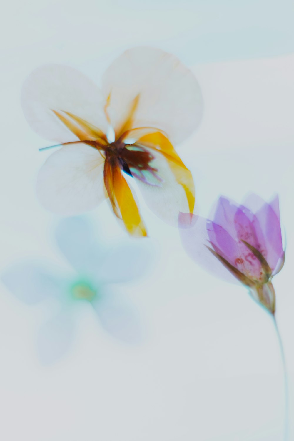 illustrazione di fiori bianchi e viola