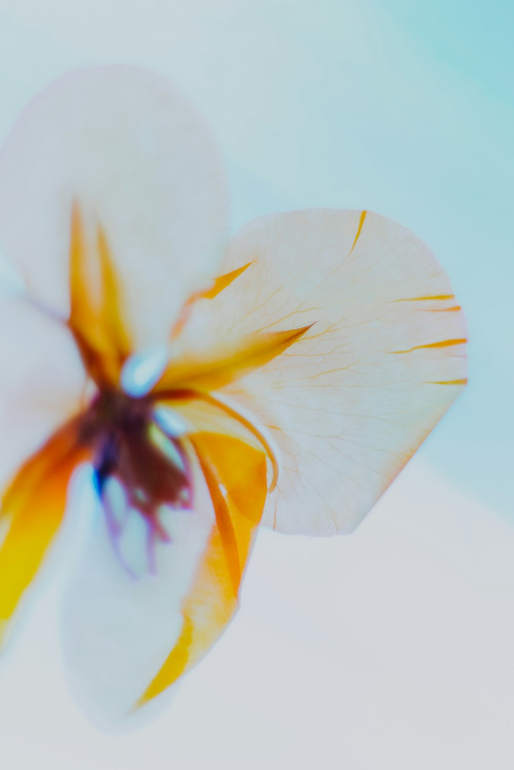 Flor blanca y amarilla en fotografía de primer plano