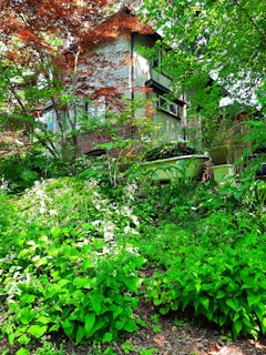 A lush garden with vibrant green foliage and a variety of plants surrounds a rustic house. The house features a mix of brick and concrete walls, with a red maple tree partially obscuring the view. Sunlight filters through the leaves, creating dappled shadows. A green bathtub partially hidden by plants adds an element of surprise.
