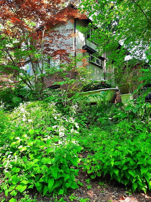 A lush garden with vibrant green foliage and a variety of plants surrounds a rustic house. The house features a mix of brick and concrete walls, with a red maple tree partially obscuring the view. Sunlight filters through the leaves, creating dappled shadows. A green bathtub partially hidden by plants adds an element of surprise.
