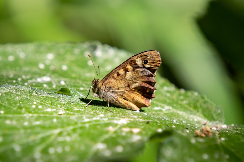 Brauner Schmetterling auf grünem Blatt in der Makrofotografie tagsüber