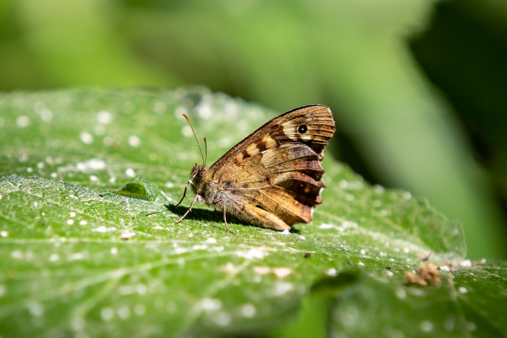 farfalla marrone su foglia verde nella fotografia macro durante il giorno