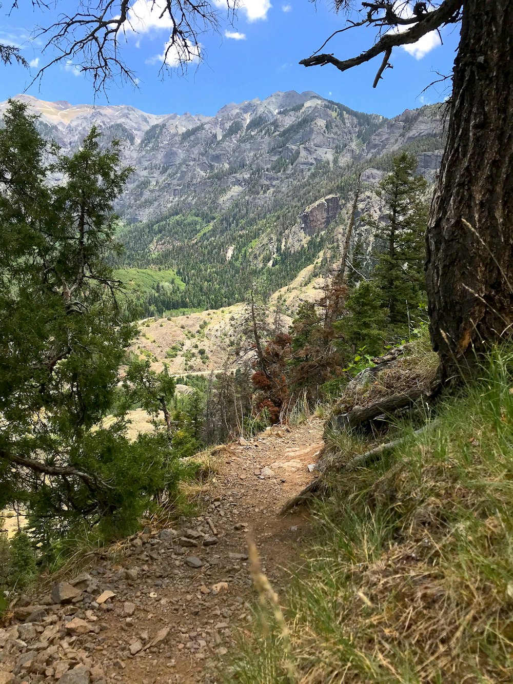 green trees on mountain during daytime