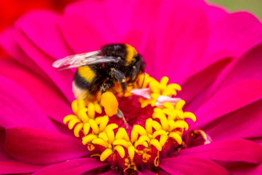 black and yellow bee on pink flower