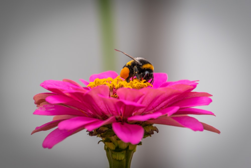 black and yellow bee on pink flower