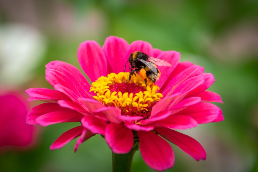 black and yellow bee on pink flower