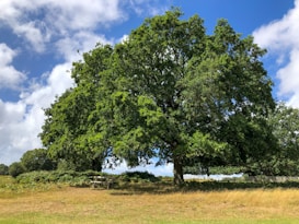 A large oak tree with lush green leaves stands prominently in a grassy field. The vibrant blue sky is dotted with fluffy white clouds, adding depth and contrast to the natural scene. A wooden bench is situated beneath the tree, inviting visitors to sit and enjoy the serene environment.