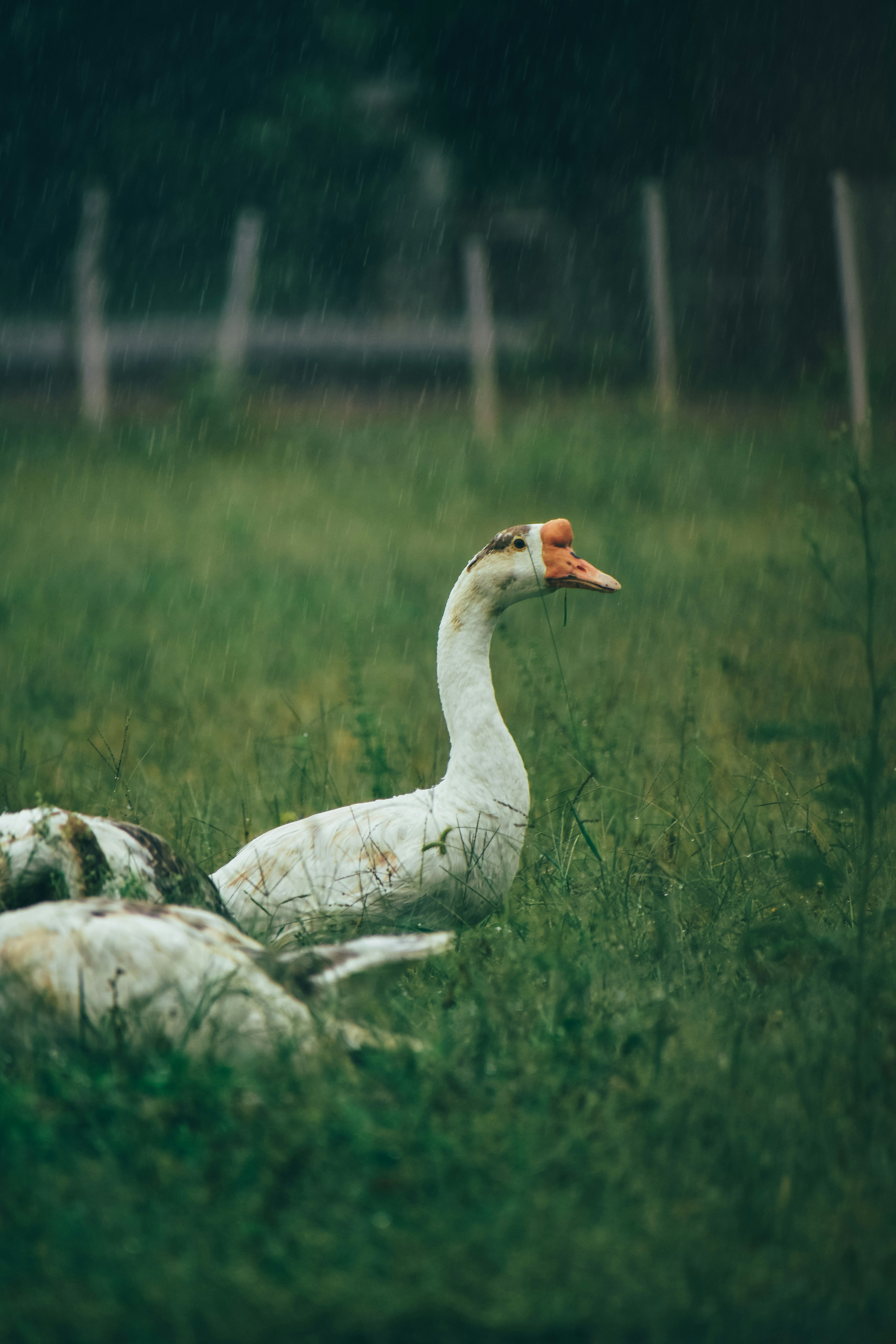 Photo by baraikshivam22