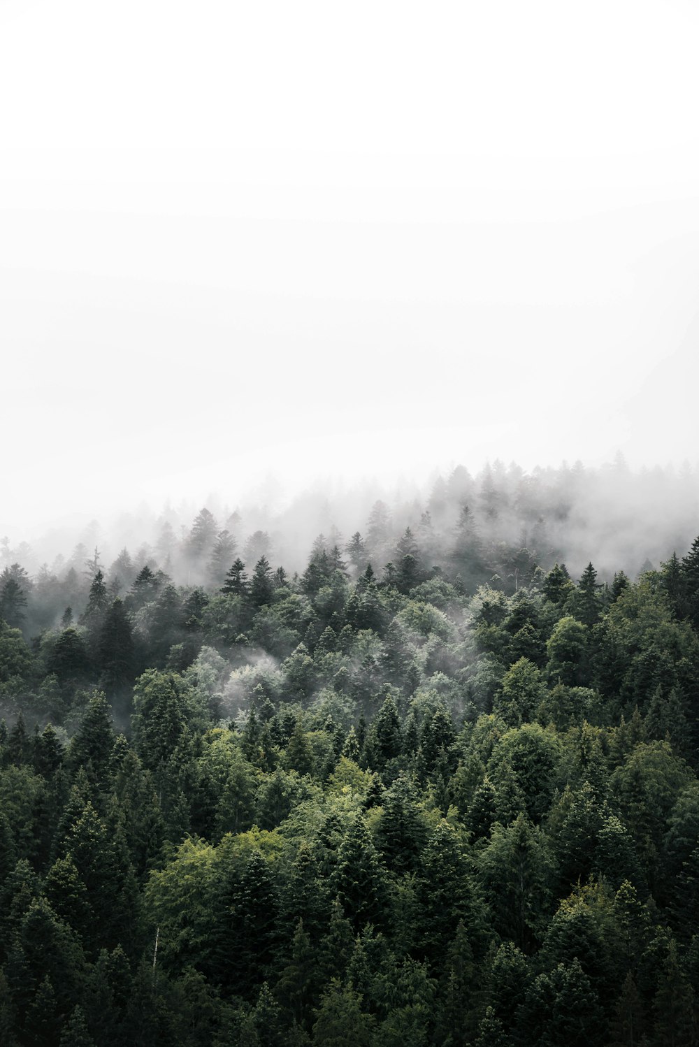 green trees on mountain during daytime