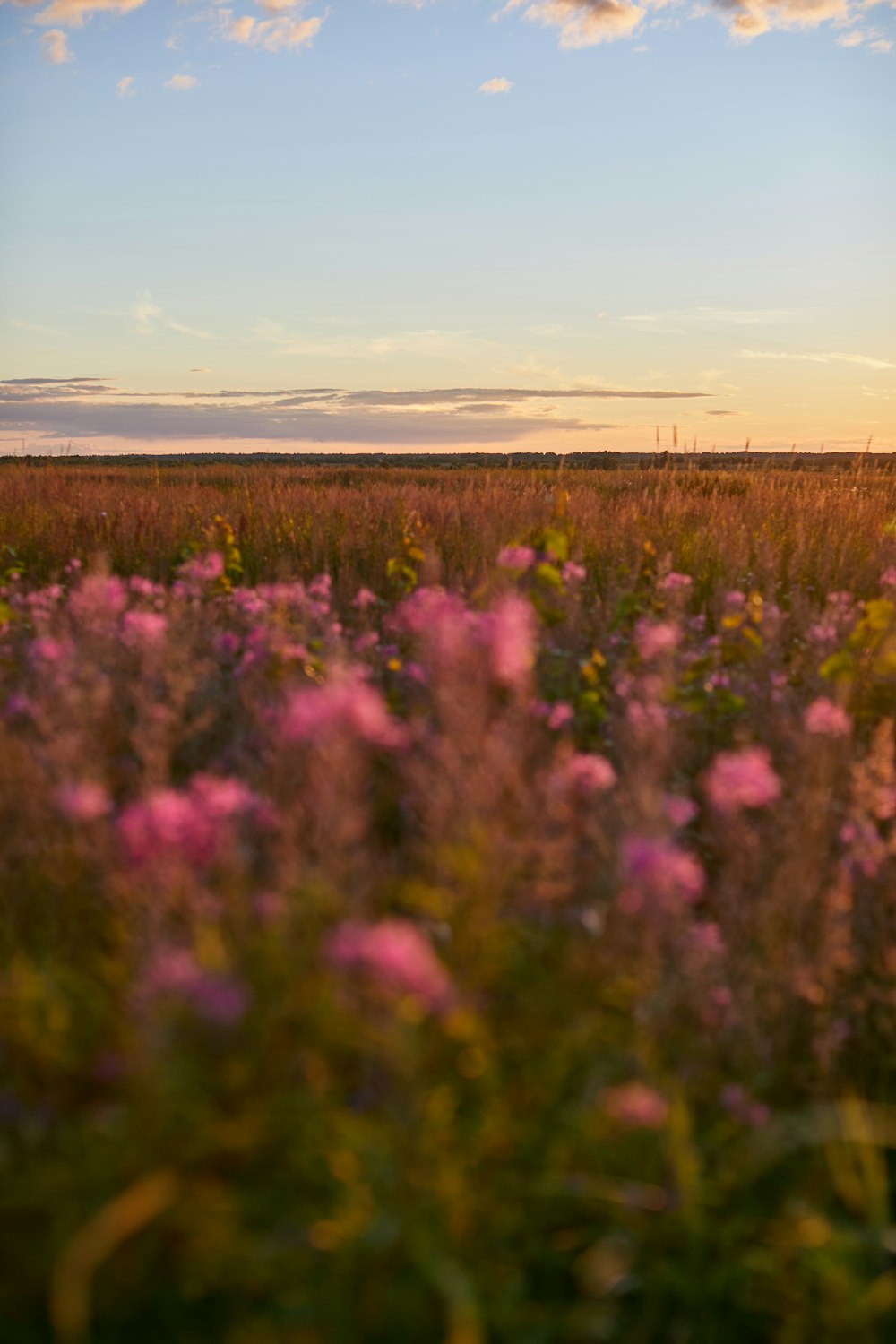 purple flower field during daytime