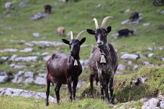 brown and white goat on green grass field during daytime in Muotathal Switzerland