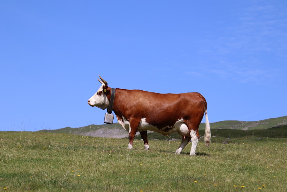 vache brune et blanche sur un champ d’herbe verte sous un ciel bleu pendant la journée