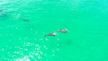 Tourists swimming joyfully alongside friendly dolphins in clear Bali sea