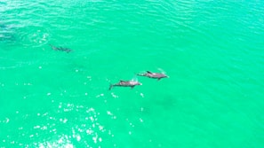 Happy tourists swimming alongside friendly dolphins in the morning light
