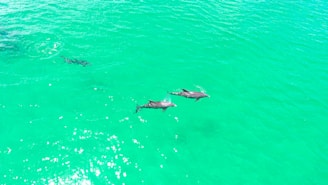 Happy tourists swimming alongside friendly dolphins in the morning light