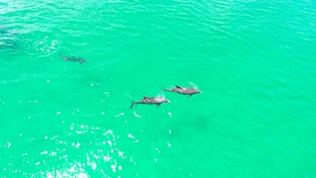 Three dolphins swimming gracefully in clear turquoise water, their bodies casting slight shadows beneath the gentle ripples of the sea. The sunlight catches the water's surface, creating bright spots and highlights around the dolphins.