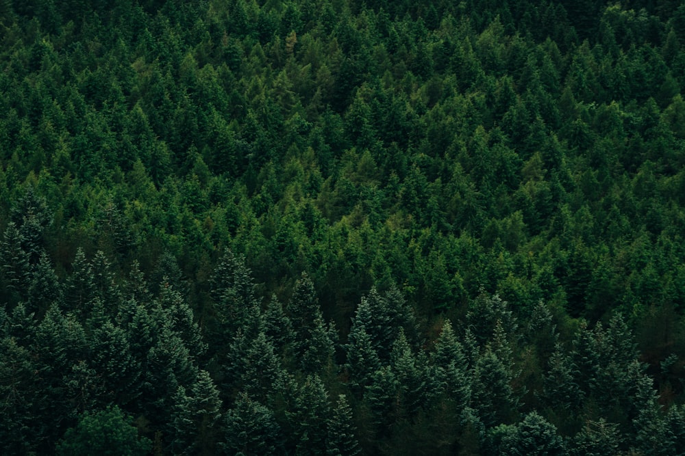 alberi verdi sulla foresta
