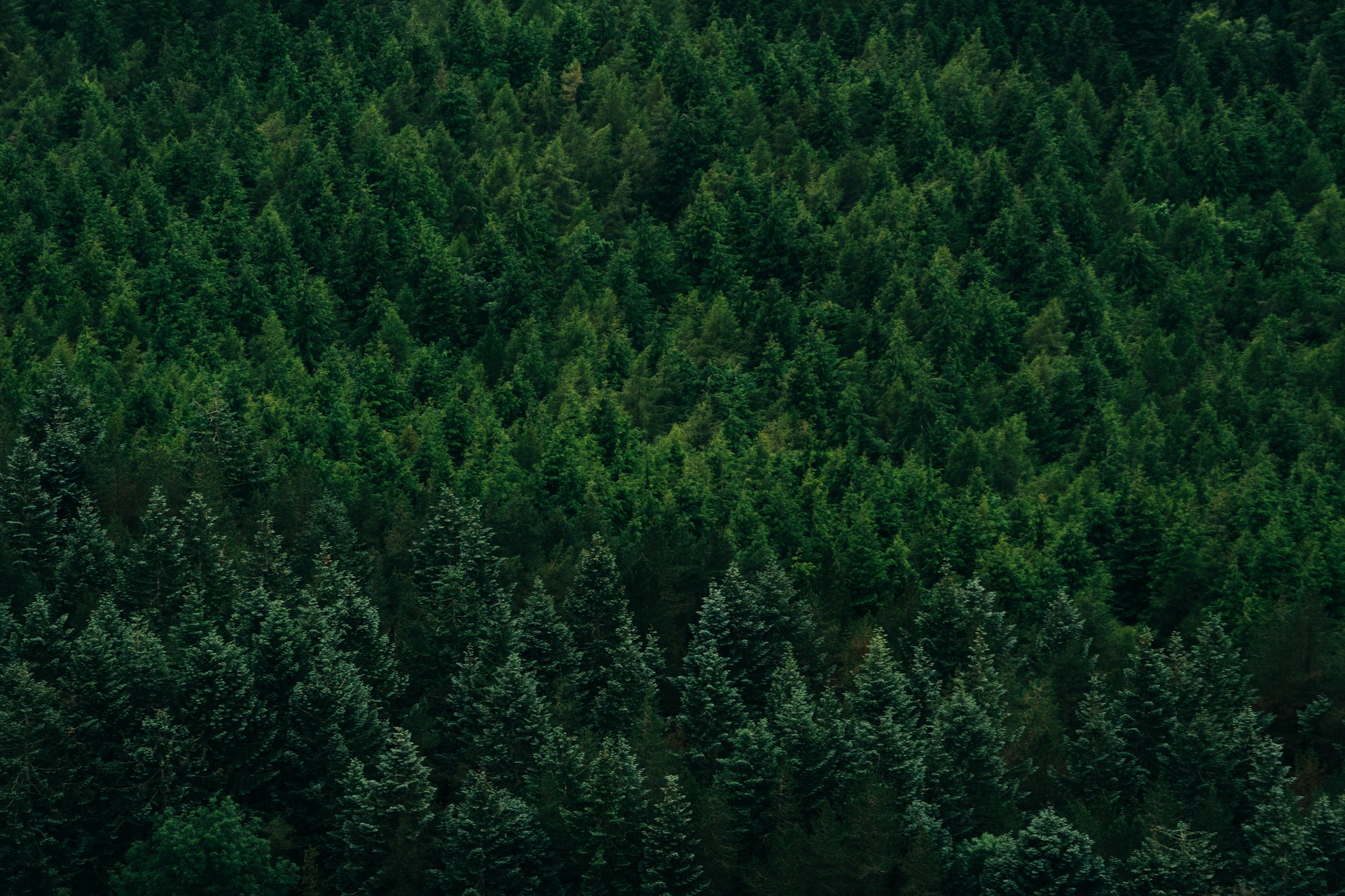 green trees on the forest
