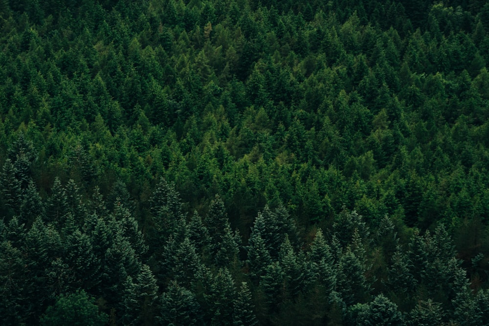 green trees on the forest